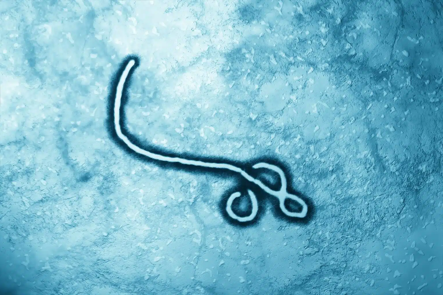 ebola detection, Sudan ebola, ebola family, ebola virus, lateral flow, lateral flow assay development, mapp biopharmaceuticals
